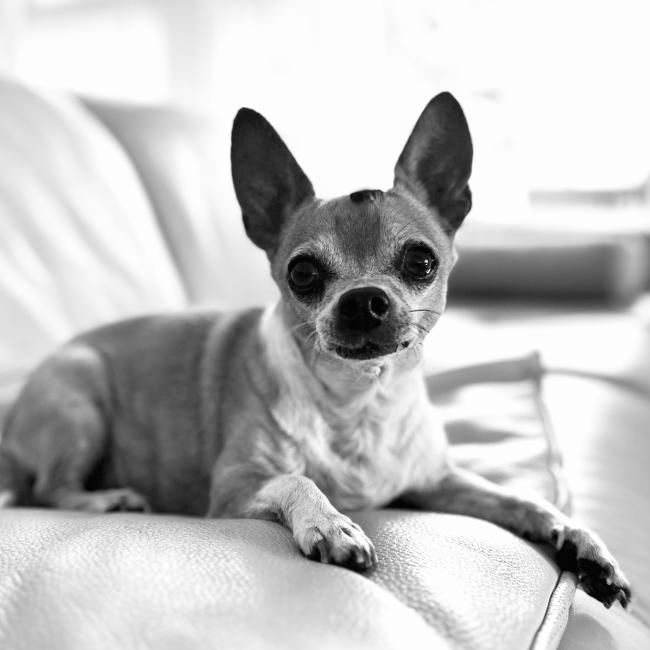 Elvis 
